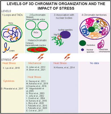 Stress as a Chromatin Landscape Architect